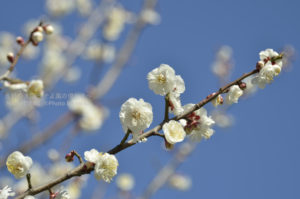 ［6］強い冷え込みの中に咲く梅の花