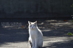 ［6］今シーズンイチの冷え込みの中の散歩