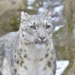 ［6］雪景色が良く似合うユキヒョウ