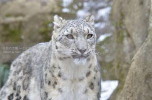 ［6］雪景色が良く似合うユキヒョウ