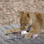 ［6］大迫力のライオンの食事シーン
