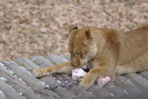 ［6］大迫力のライオンの食事シーン