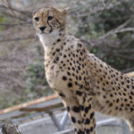 ［6］靭やかで全身バネのような身体のチーター