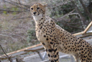 ［6］靭やかで全身バネのような身体のチーター