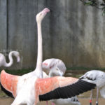 ［6］フラミンゴの身体はなぜ紅い！？