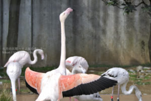 ［6］フラミンゴの身体はなぜ紅い！？