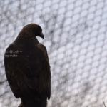 ［6］鷲の後姿がカッコいい！！