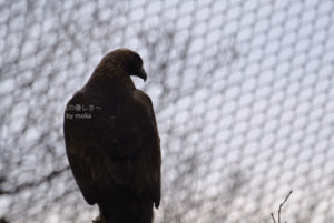 ［6］鷲の後姿がカッコいい！！