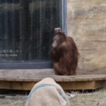 ［6］オランウータンは、どことなく他人に見えない！？