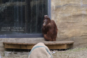 ［6］オランウータンは、どことなく他人に見えない！？