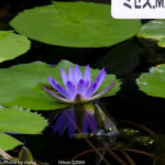 ［6］セイヨウスイレン