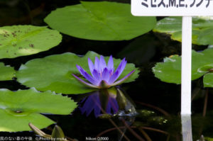 ［6］セイヨウスイレン