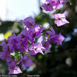 ［6］熱帯の植物たち