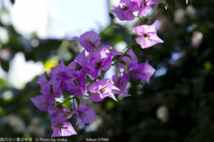 ［6］熱帯の植物たち