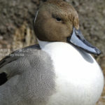 ［6］ひなたぼっこ