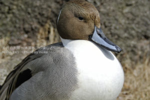 ［6］ひなたぼっこ