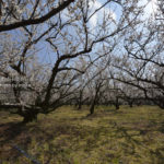 ［6］小田原梅まつり　曽我別所梅林