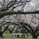 ［6］梅の木の下で・・