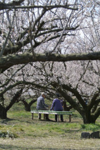 ［6］梅の木の下で・・