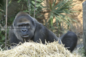 ［6］休日のお父さん（笑）