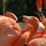 ［6］上野動物園の家鳥(やちょう)！
