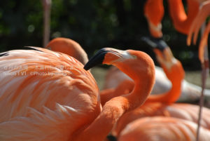 ［6］上野動物園の家鳥(やちょう)！