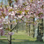 ［6］河津桜からバトンタッチ！！