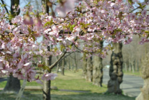 ［6］河津桜からバトンタッチ！！