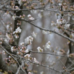 ［6］東京の桜