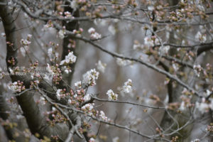 ［6］東京の桜
