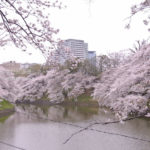 ［6］満開の千鳥ヶ淵　〜 パートⅠ 〜