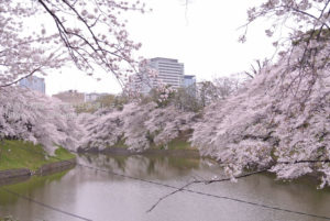 ［6］満開の千鳥ヶ淵　〜 パートⅠ 〜