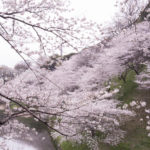 ［6］満開の千鳥ヶ淵　〜 パートⅡ 〜