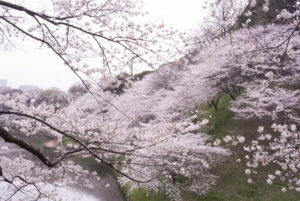 ［6］満開の千鳥ヶ淵　〜 パートⅡ 〜