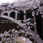 ［6］地元の桜　〜 音無親水公園 〜