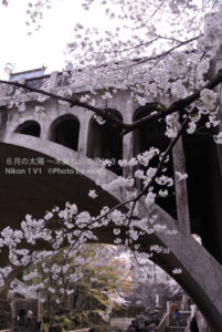 ［6］地元の桜　〜 音無親水公園 〜