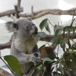 ［6］コアラの食事、食べるのはもちろんユーカリ！