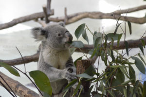 ［6］コアラの食事、食べるのはもちろんユーカリ！