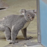 ［6］コアラの大冒険！！