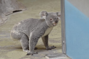 ［6］コアラの大冒険！！