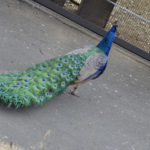 ［6］もっとも美しい鳥の一羽、孔雀！！