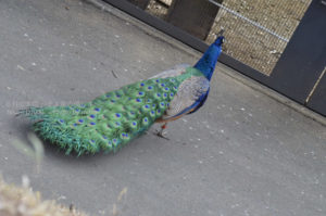 ［6］もっとも美しい鳥の一羽、孔雀！！