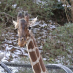 ［6］首の長いキリンと鼻の長い像