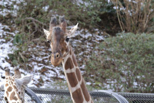［6］首の長いキリンと鼻の長い像