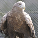 ［6］鷹の目、獲物を逃すことなく捕らえるハンターの目！