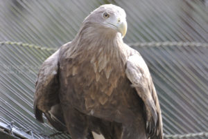［6］鷹の目、獲物を逃すことなく捕らえるハンターの目！