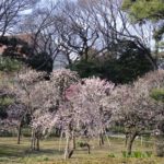 ［6］梅が満開の小石川後楽園