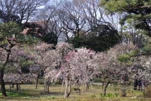 ［6］梅が満開の小石川後楽園