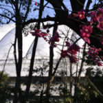 ［6］梅越しに見る東京ドーム