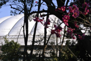 ［6］梅越しに見る東京ドーム